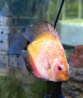 discus water