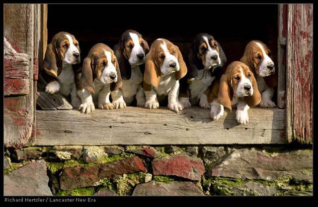 bassett.jpg hounds image by redailey