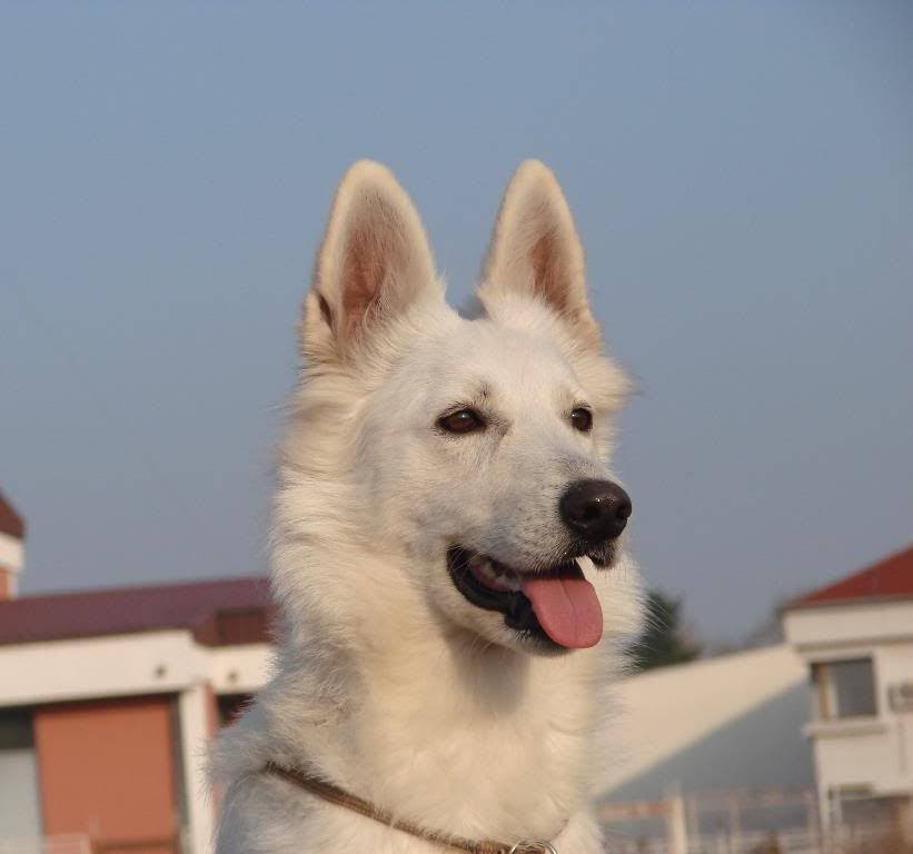 Качена снимка
