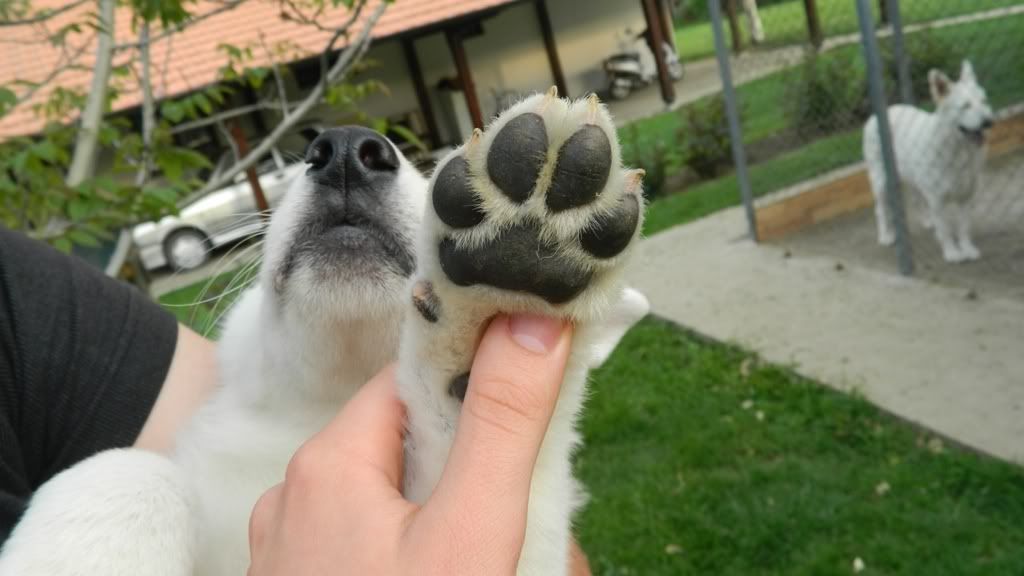 Качена снимка