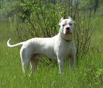 Dogo+argentino+breeders+in+ny