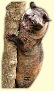 Luwak Civet