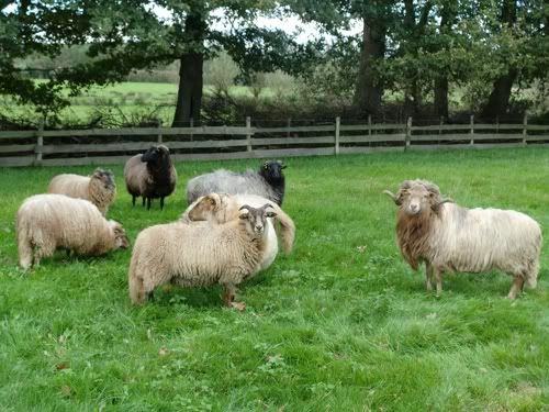 102011-schapen.jpg