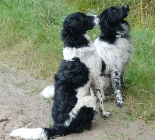 102011honden-1.jpg