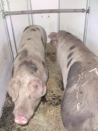 102011varkens-karJPG.jpg