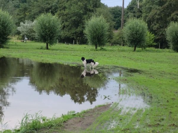 aug13hond2_zpse90e26bf.jpeg