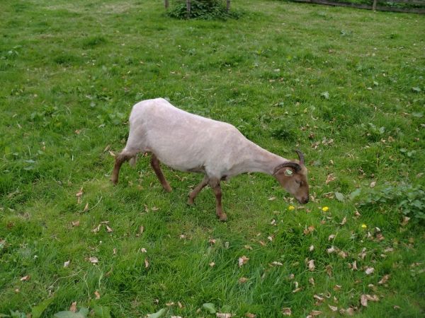 geschorenschaap13-1_zps168107d1.jpeg