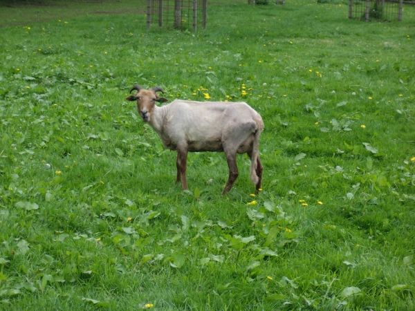 geschorenschaap13-2_zps66e8427e.jpeg