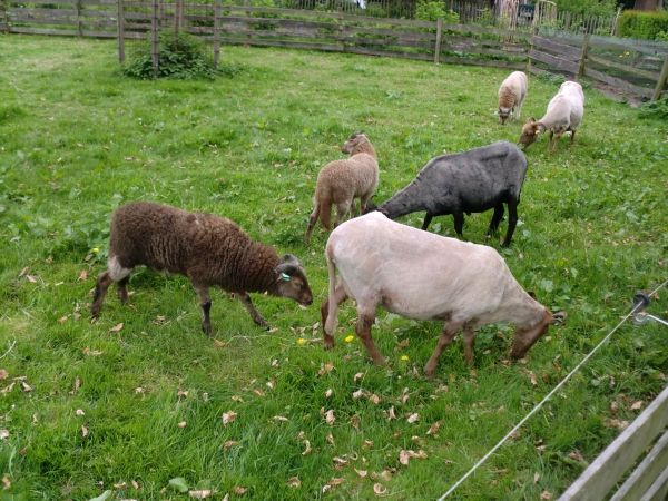 geschorenschaap13-3_zpsaaafafd4.jpeg