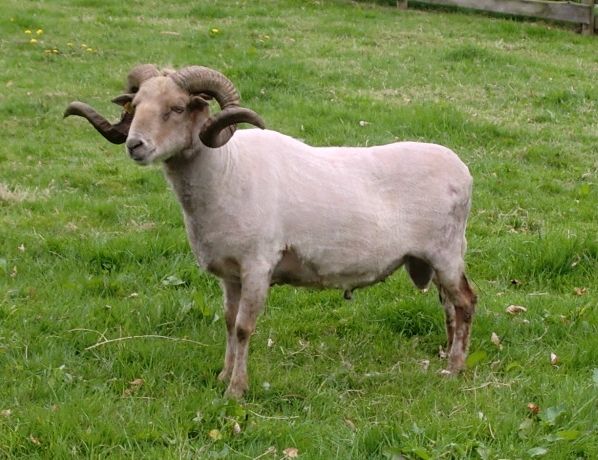 geschorenschaap13-4_zpsdda88887.jpeg