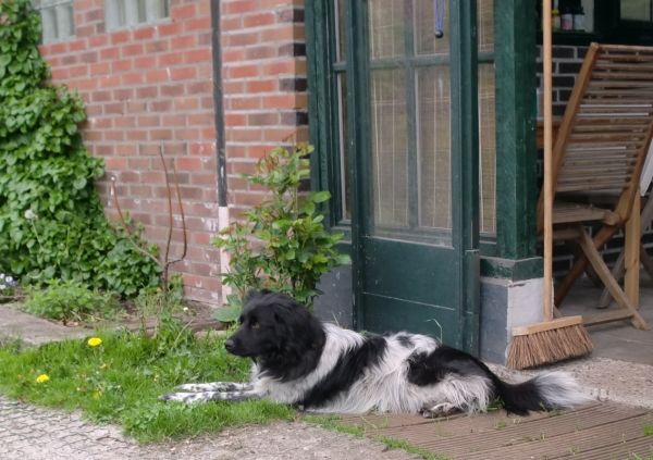 hond1-131905_zps63f25e39.jpeg