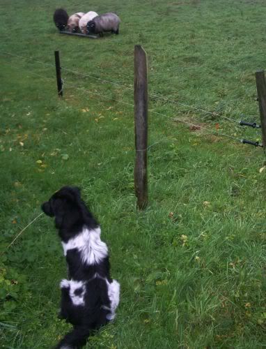 hond_en_schapen.jpg