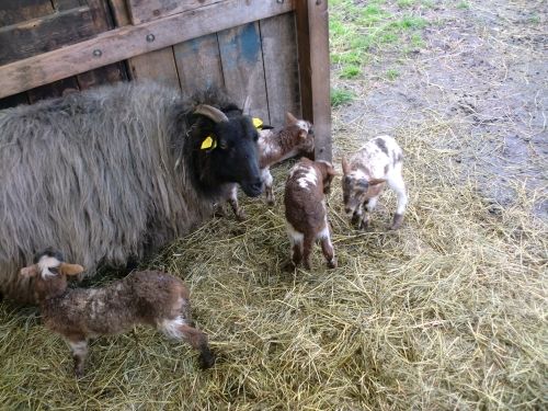 lammetjes_20mrt_4lammetjes-1_zpsb0855419.jpg