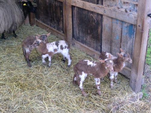 lammetjes_20mrt_4lammetjes-2_zps0e0f7613.jpg
