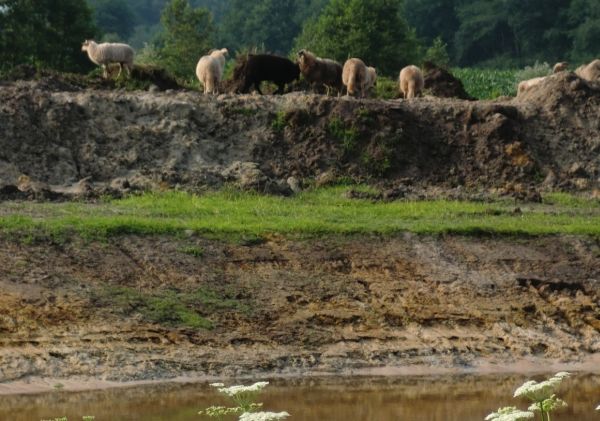 schapen07131_zpsc847c804.jpeg