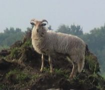 schapen07132_zps0b091c2e.jpeg
