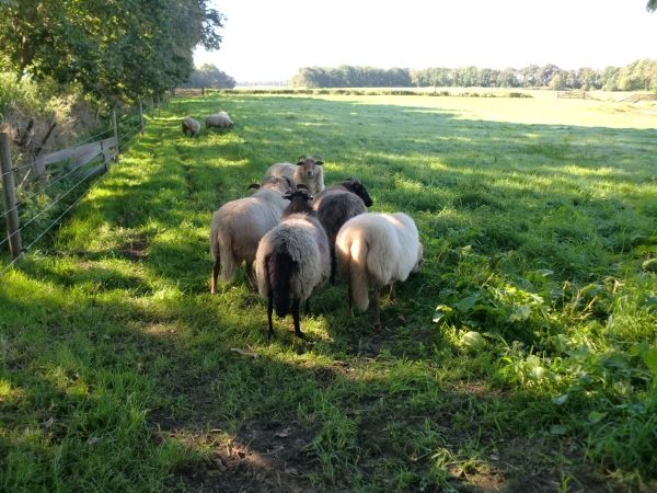 schapen09131_zpsac3e508c.jpeg