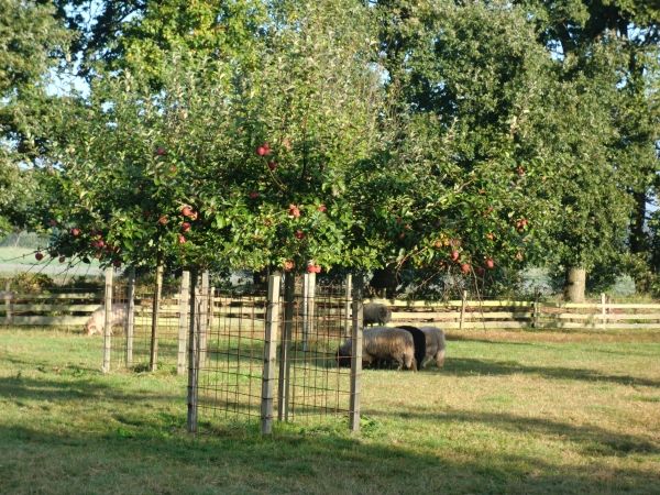 schapen09132_zps1603b2d0.jpeg