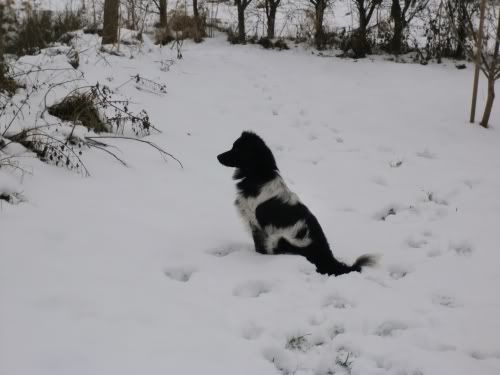 sneeuwhond1.jpg