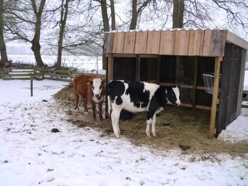 sneeuwkoeien.jpg