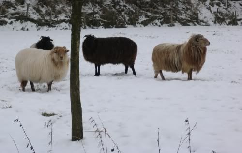 sneeuwschapen.jpg