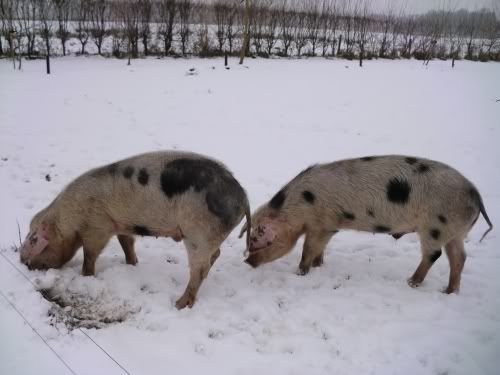 sneeuwvarkens1.jpg