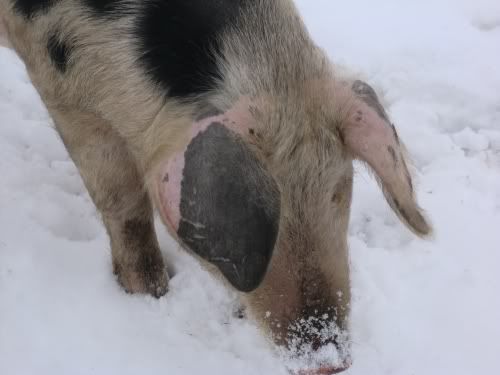 sneeuwvarkens2.jpg
