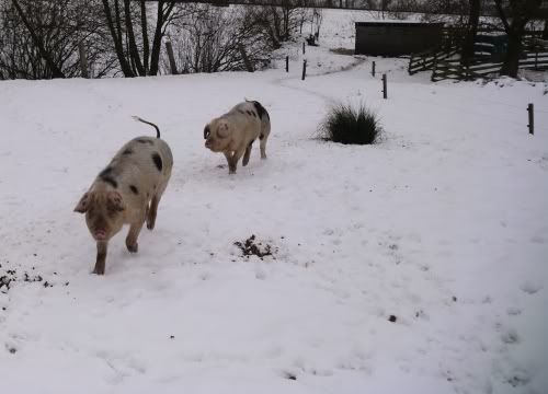 sneeuwvarkens4.jpg