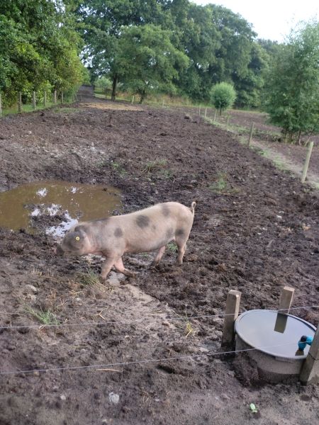 varkens07132_zps3805c488.jpeg