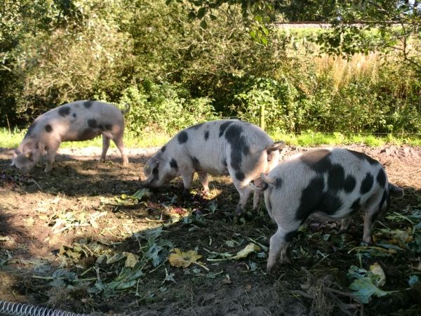 varkens09134_zps06f8cccc.jpeg