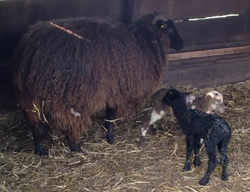 zwartje_lammetjes_1.jpg