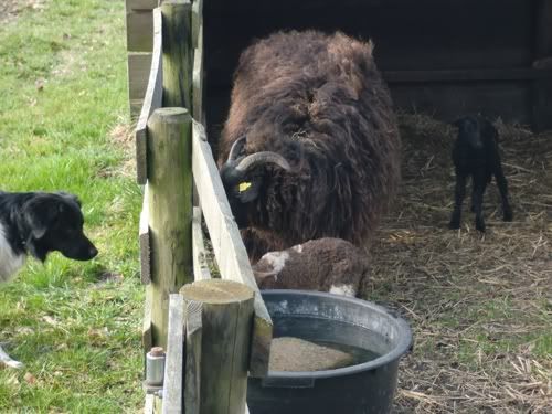 zwartje_lammetjes_3.jpg
