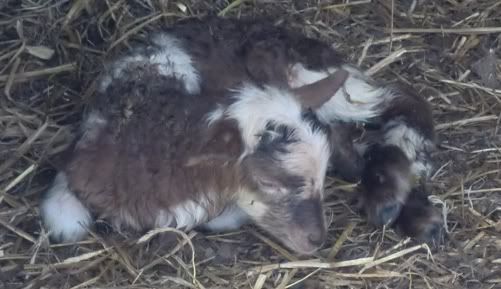 zwartje_lammetjes_bontje1.jpg