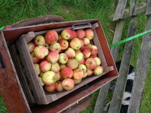 appeloogst2012.jpg
