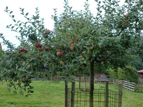 zoete_ermgaarde2012.jpg