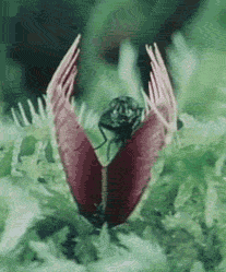 fly photo venusflytrap.gif