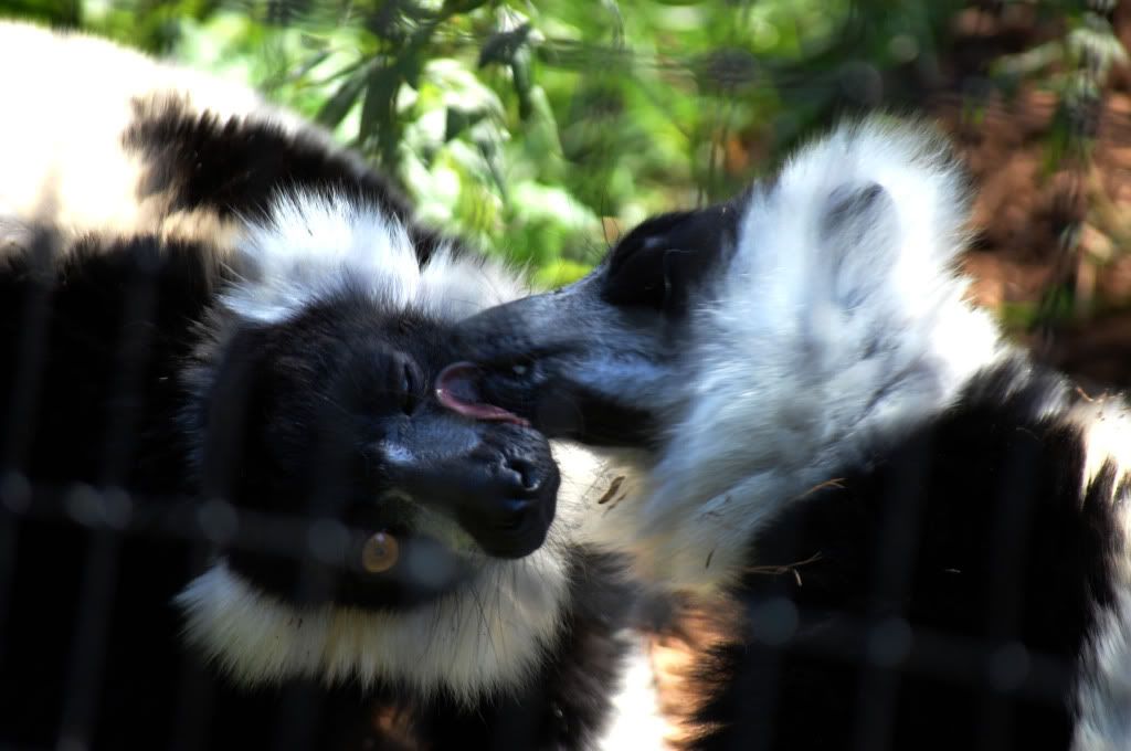 IMAGE: http://i285.photobucket.com/albums/ll44/mtrombl5/zoo142.jpg