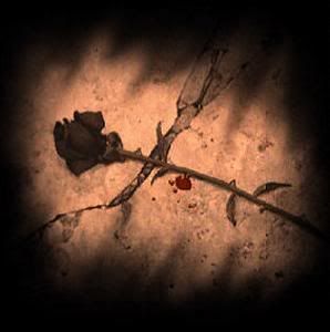 rosa_negra.jpg Rosa negra image by Necromort