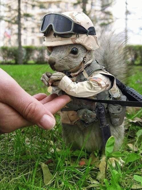 gi_squirrel.jpg