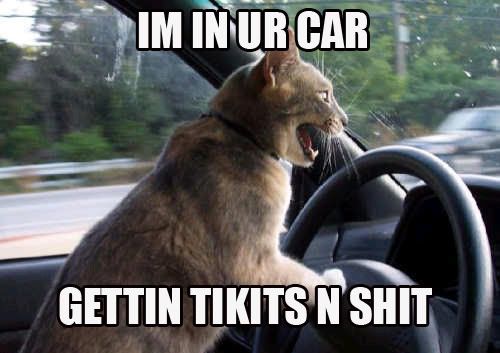 driving cat Pictures, Images and Photos