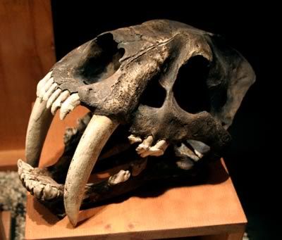 sabertooth tiger skull