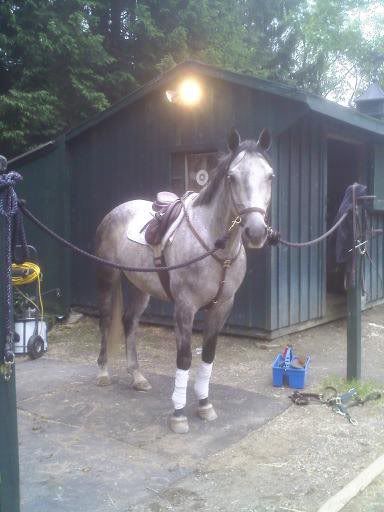 Silver dappled grey gelding names?