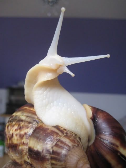 snailysnail Avatar