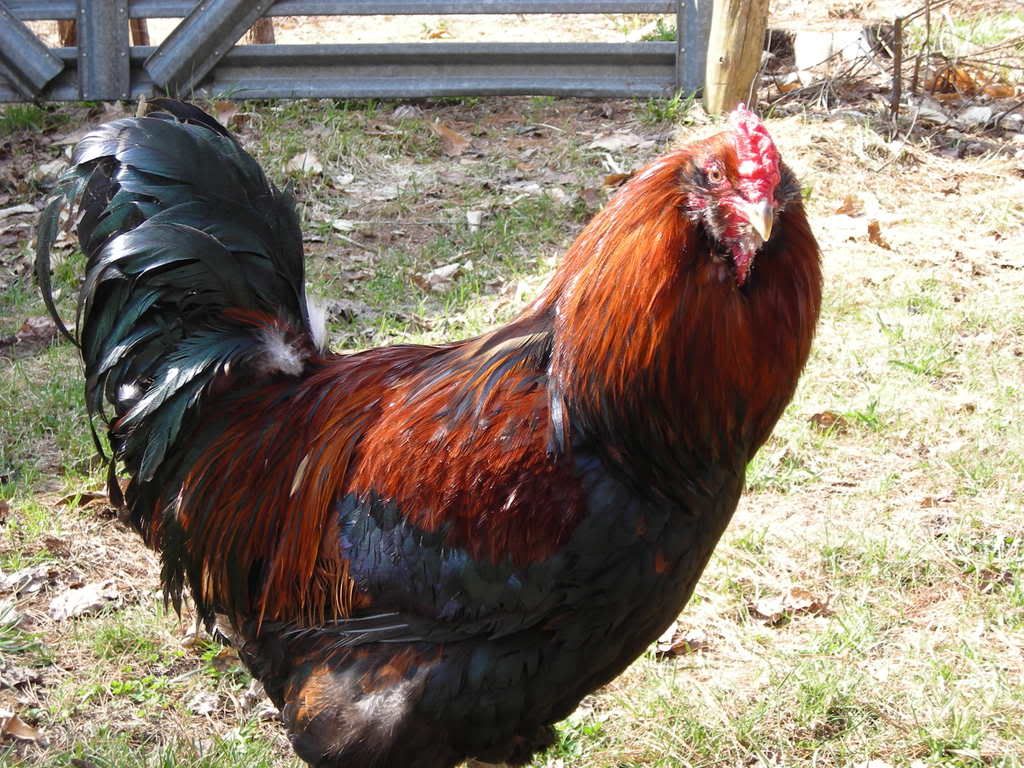 ameraucana rooster pictures