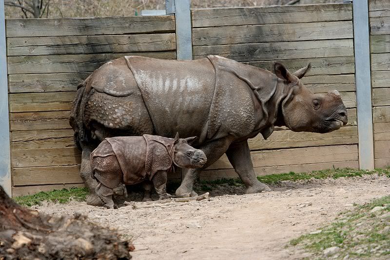 Indian Rhino and calf