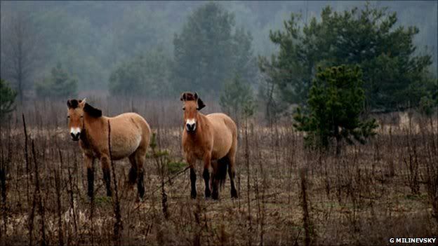 Chernobyl's Przewalski's horses