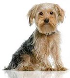 th_yorkshire-terrier.jpg