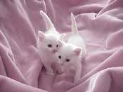 White-Male-Kittens.jpg