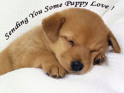 puppy love graphics and comments puppy love 400x300