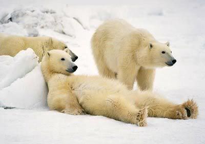 Polar Bears